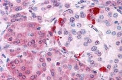 Immunohistochemistry-Paraffin: MLEC Antibody [NBP3-14406] - MLEC antibody IHC of human pancreas. Immunohistochemistry of formalin-fixed, paraffin-embedded tissue after heat-induced antigen retrieval.